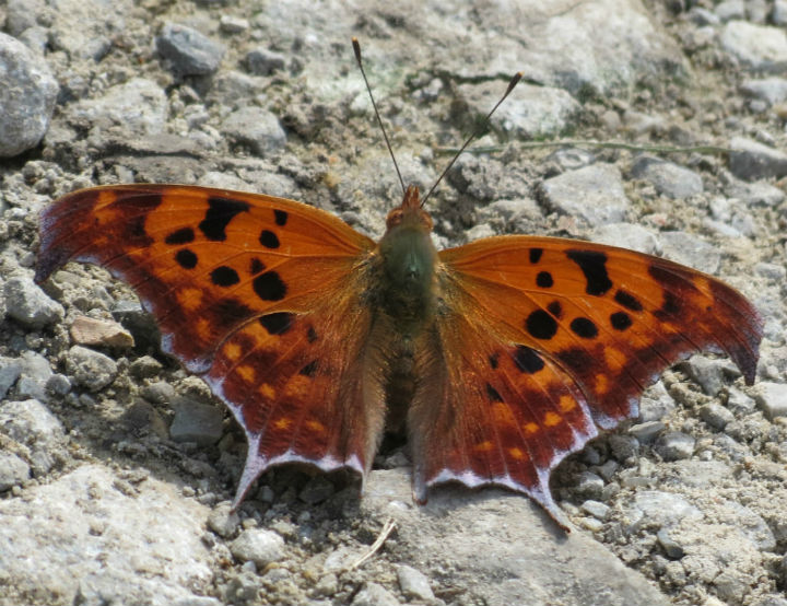Question Mark Butterfly
